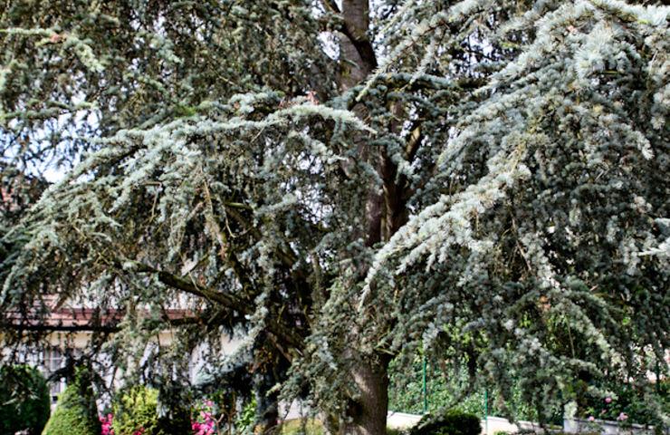 Jardins et balcons fleuris 2014